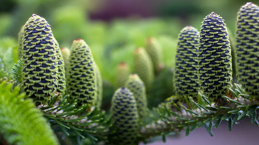 Full HD quality image of green cactus shrubs