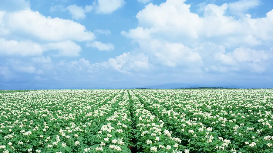 Wallpaper of flowers and nature for girls' telegram profiles
