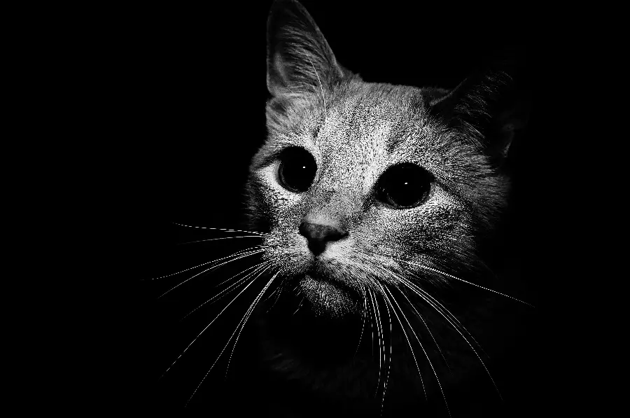Black and white background photo with a cat design in 4k resolution