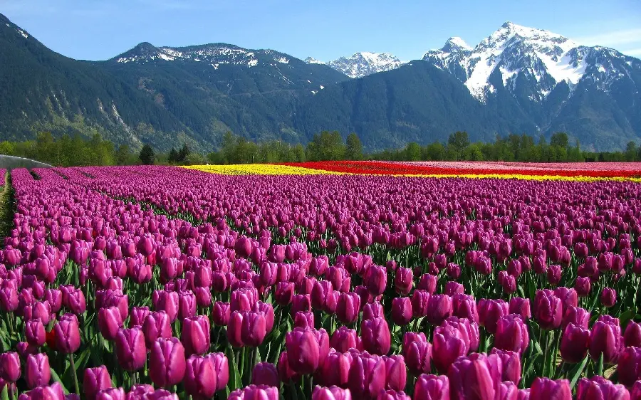 The most beautiful photo of the Indira Gandhi Memorial Tulip Garden for your profile