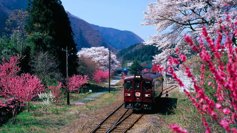 Background of beautiful Japanese nature and pink blossoms suitable for background 