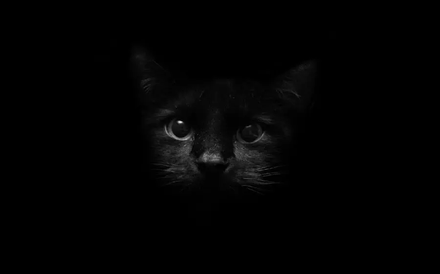 Wallpaper with a black and interesting cat design for pet lovers