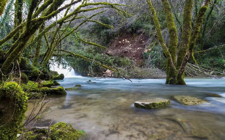 Nature profile photo with a landscape of moss-covered trees