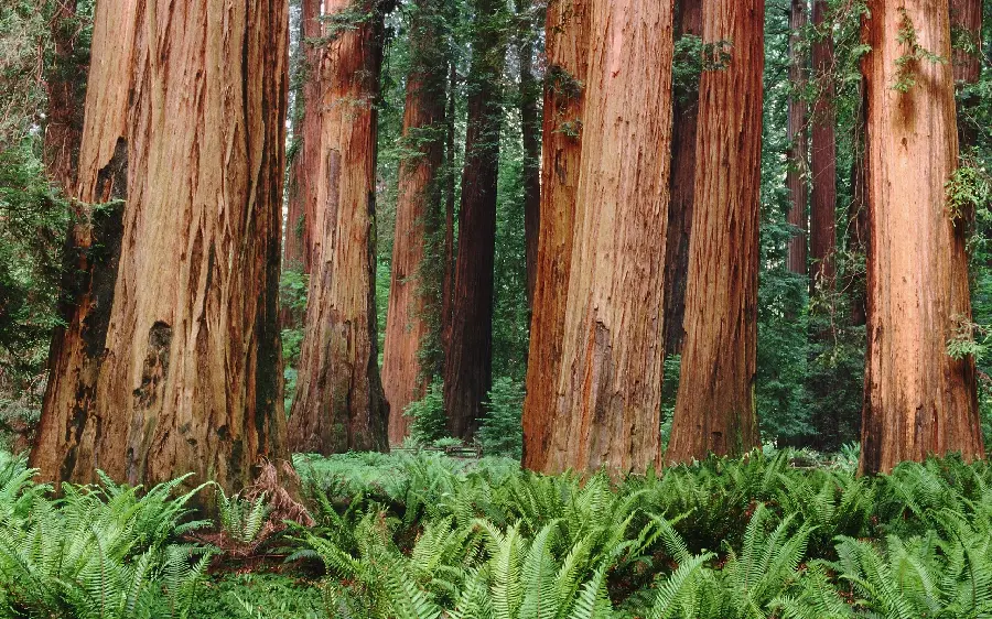 Download high-quality wallpaper with a tall sequoia tree design