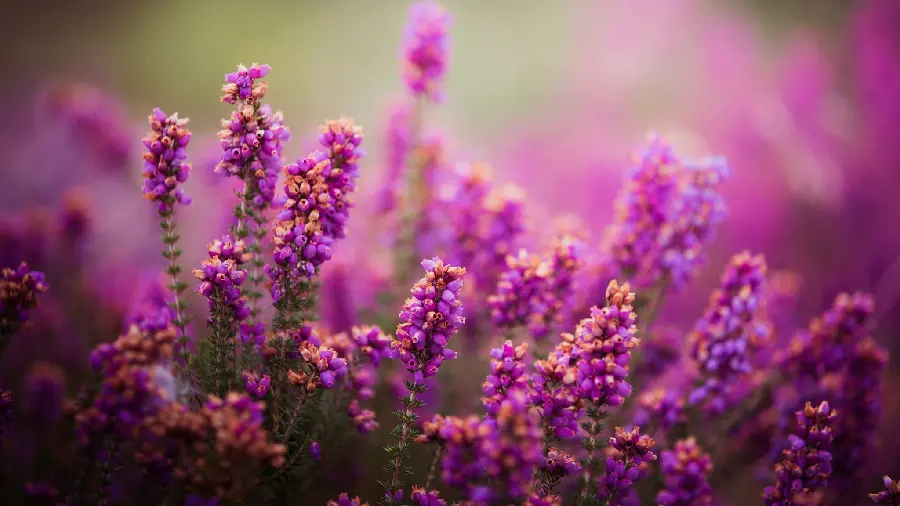 Very beautiful and new 2024 girly wallpaper of flowers on a blurred background