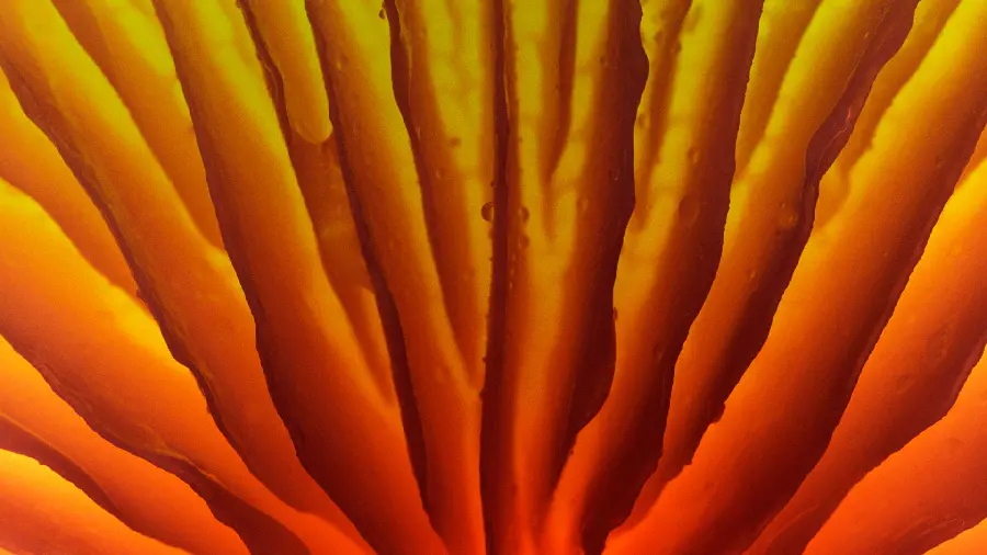 Unique and special 2D wallpaper with beautiful and striking orange and yellow colors 