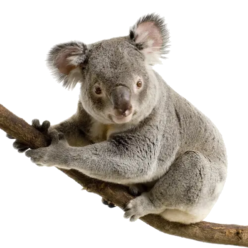 PNG photo PNG and cropped real koala