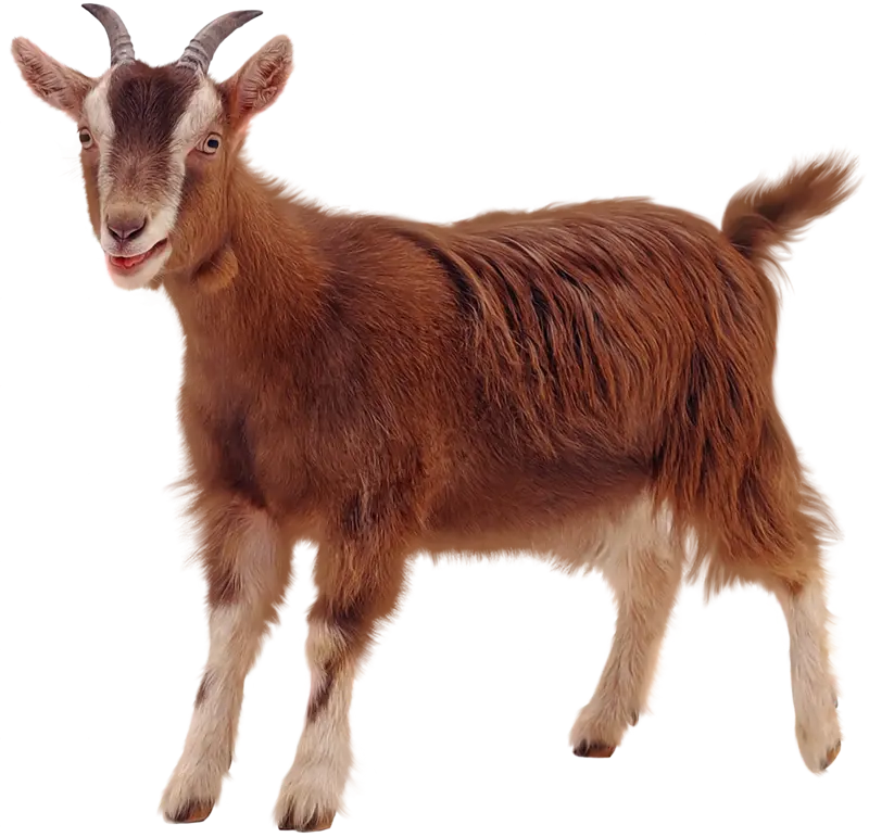 Best PNG Image of Real Brown Goat with Soft Wool 