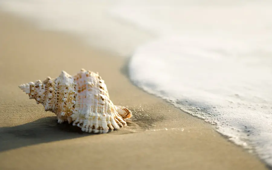 Beautiful seashell background on the beach by the sea 