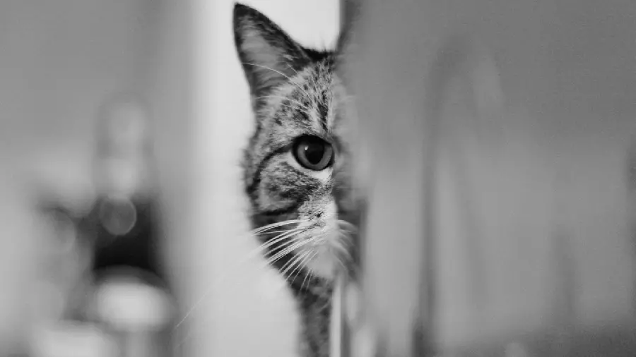 Photo of a profile of a fluffy cat with a black and white theme and design