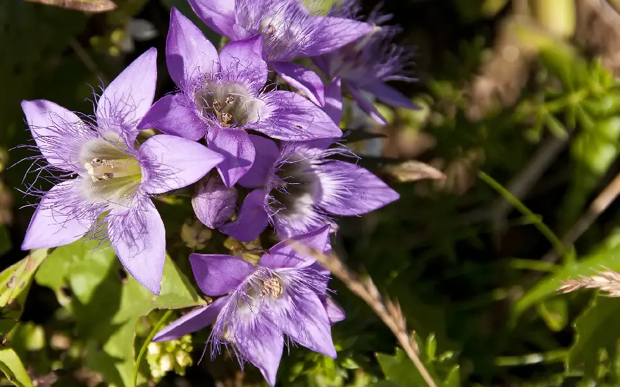 Interesting and spectacular girl's profile photo with a purple flower design