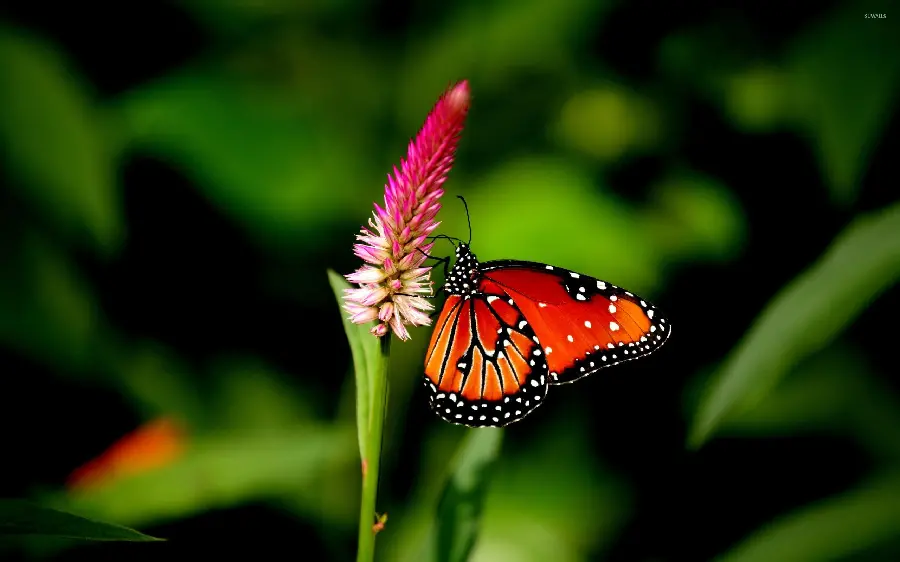 Background and wallpaper for computer with a dreamy design of a colorful butterfly selected 2023