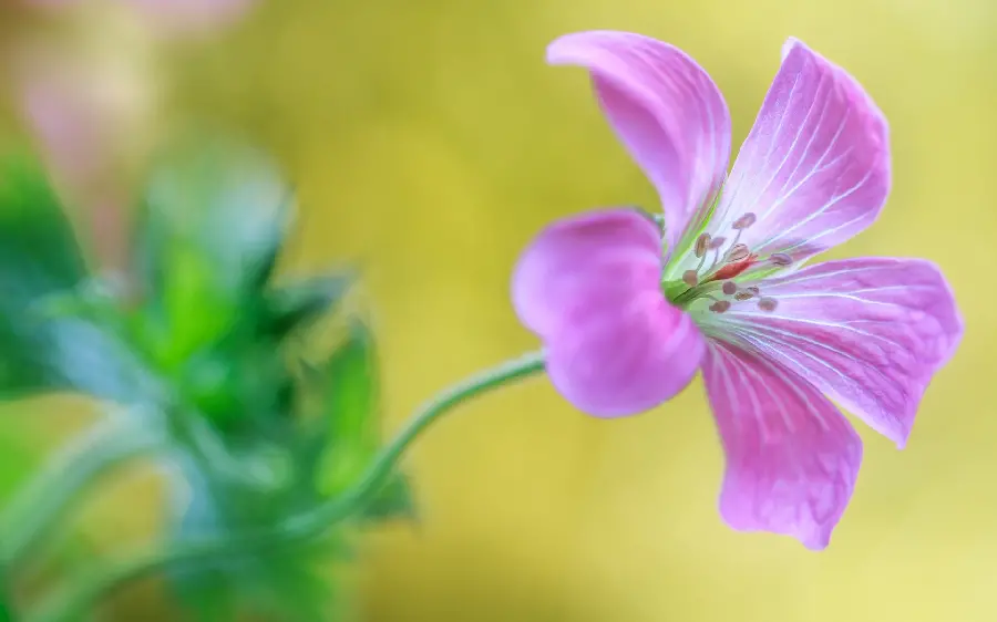 Interesting and unique stock photo of forest geranium on the background of folio