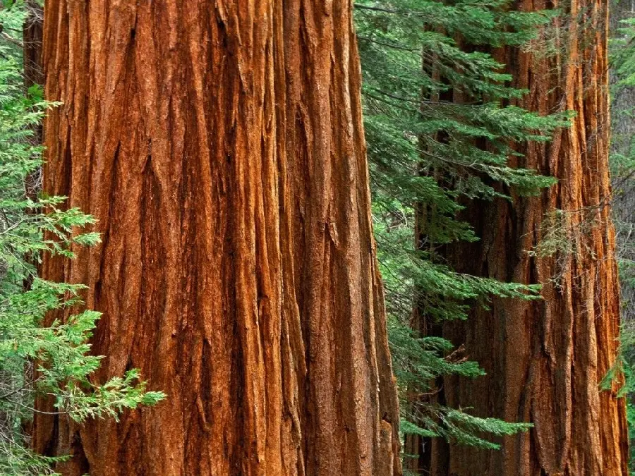 Download high-quality photos with the theme of a tall sequoia tree