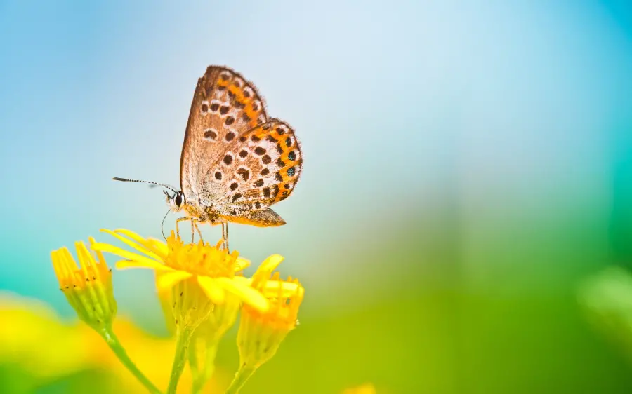 Selected 2023 Computer Image and Wallpaper with a Beautiful Butterfly on a Flower