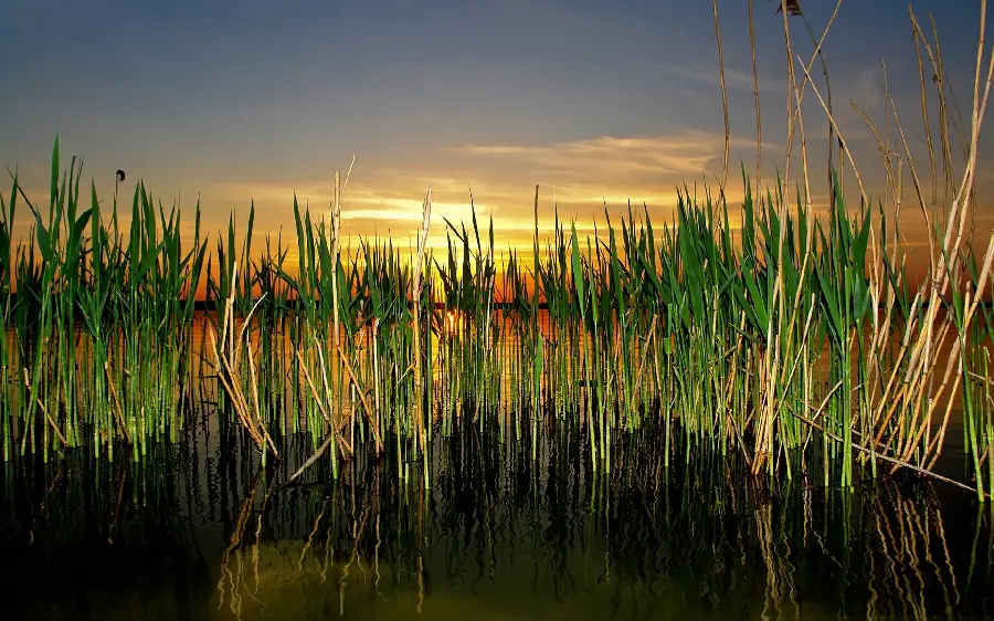 Download wallpaper of a reed at sunset