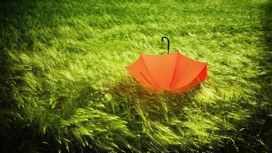 Download stock photo of an orange umbrella opened on the grass and greenery of the park 