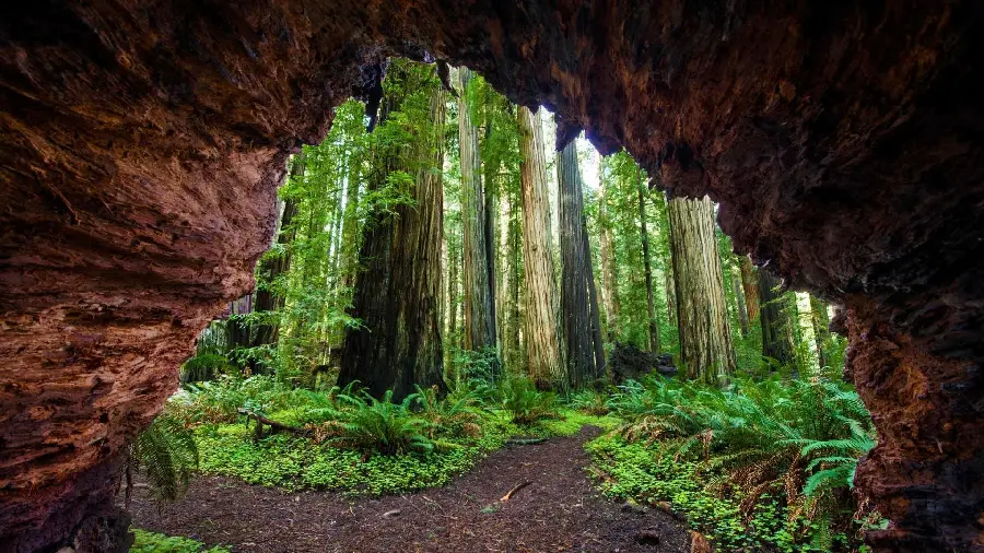 Download completely free wallpaper of a tall sequoia tree