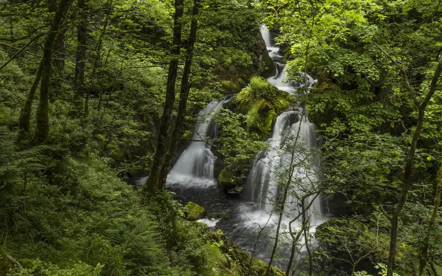 Download photo of a lush forest with a waterfall in full HD quality