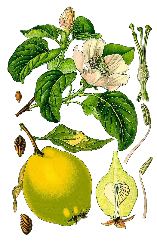 Free download PNG image stages of fruit growth and ripening to 