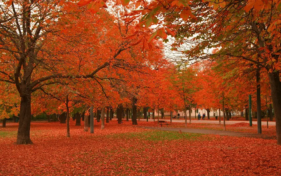 Wallpaper of beautiful and wonderful nature of the thousand colors of autumn
