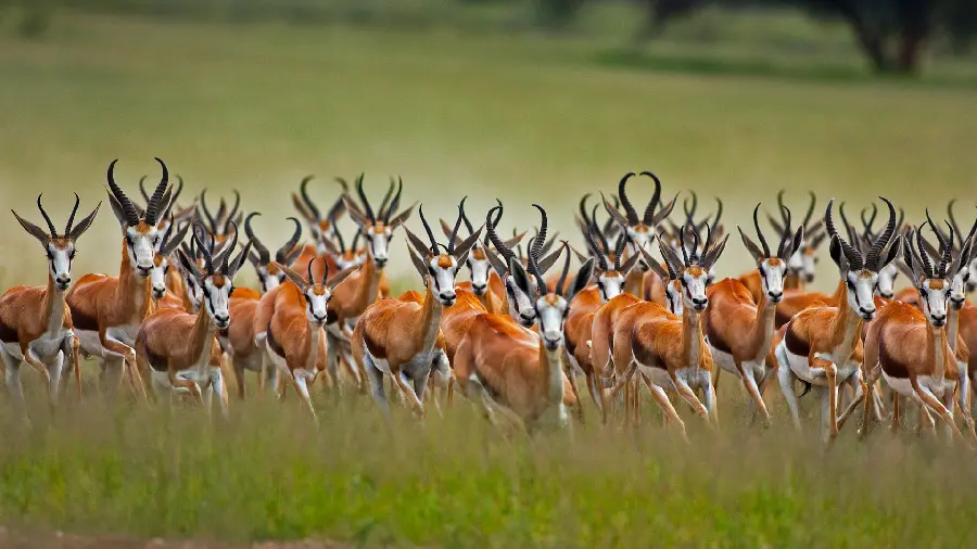 Wallpaper with an interesting design of jumping gazelles in the best quality