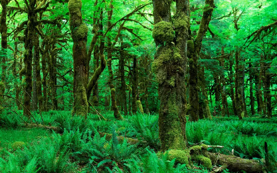 The most refreshing photo of beautiful and wonderful nature With a view of the rainforest