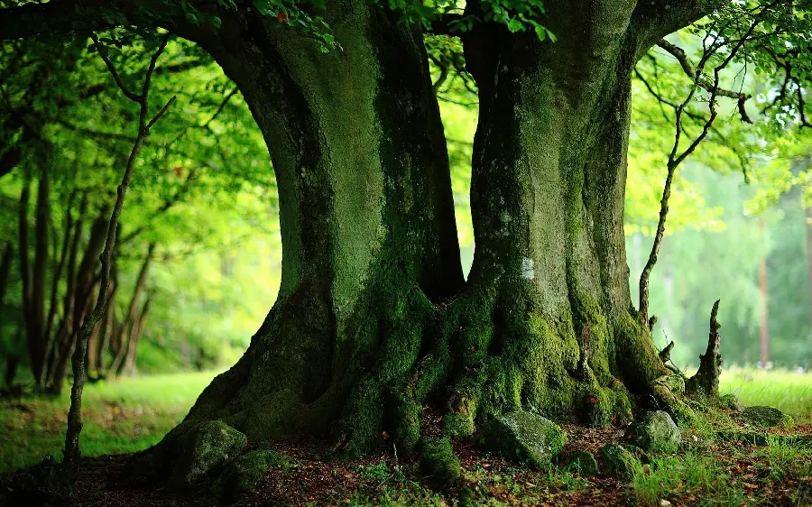 Profile photo of a single old tree full of thorns in nature