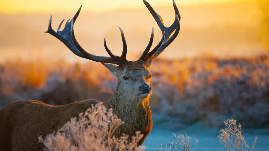 Special and interesting profile picture in 1403 of a deer in the background of sunset 