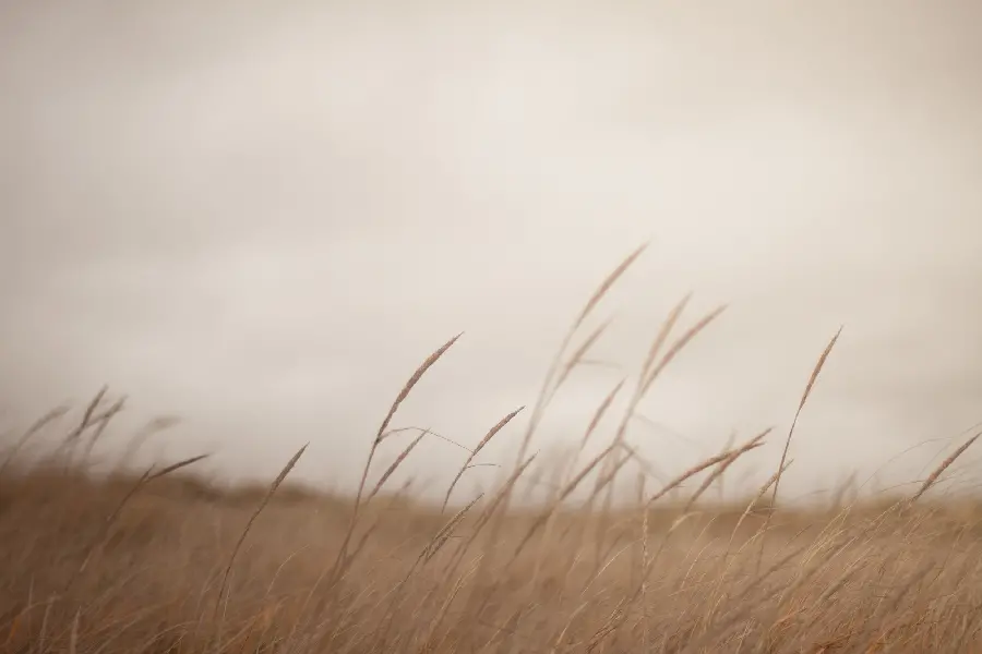 Background photo of wind between meadow and natural plain