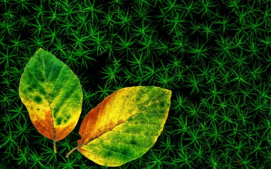 Stunning image of nature and green theme for desktop background