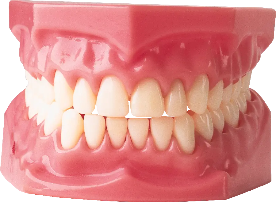 Photo of artificial teeth and gums with a natural shape suitable for a dental showcase 