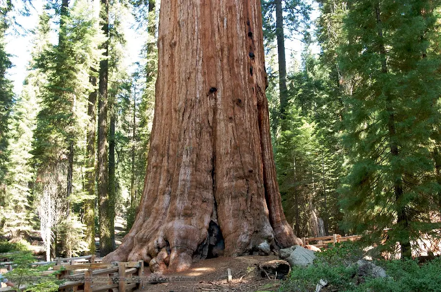 High Quality Stock of Tall and Giant Sequoia Tree