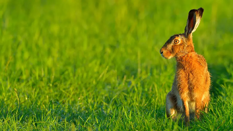 Wallpaper for computer selected 2023 photo of a European hare