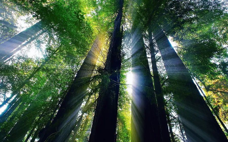 Image of rays of sunlight between trees Tall Sequoia