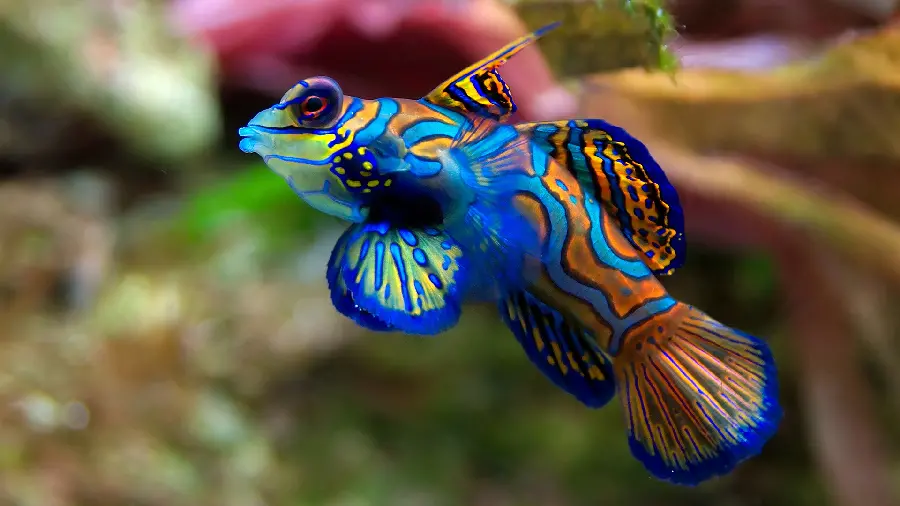 Photo of a mandarin fish with stunning and beautiful colors for a laptop background