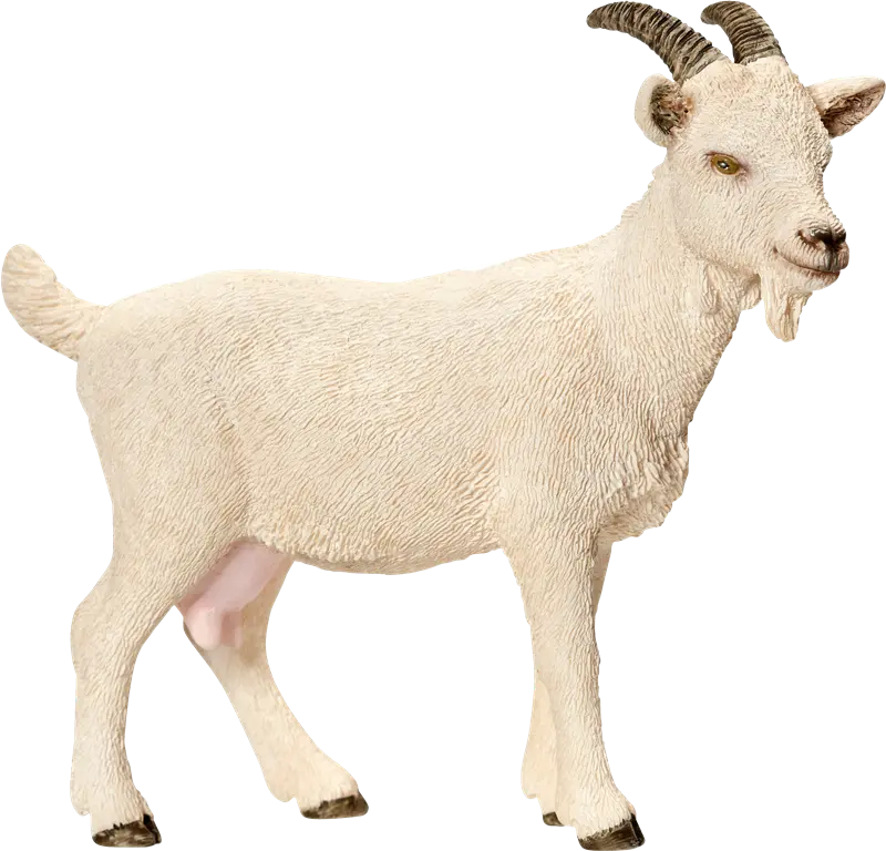 Most Viewed PNG Image of Real White Goat with Curly Wool 2023 