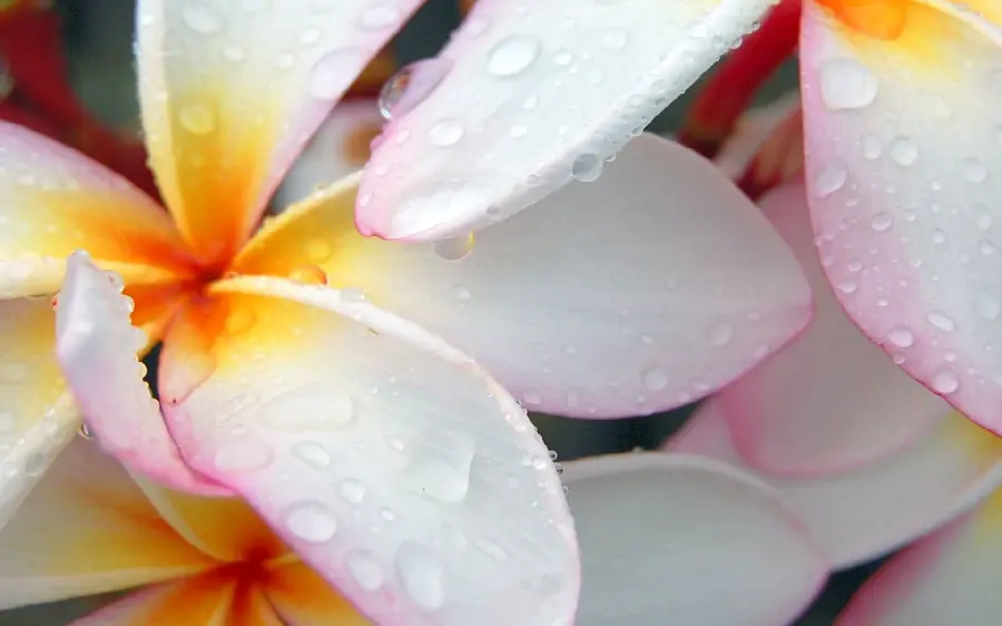 Laptop background with fresh white flower design and rain water 