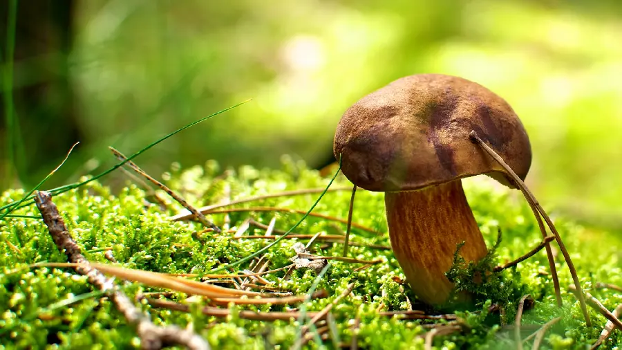 Download image of a cute natural brown mushroom growing in the forest in jpg format
