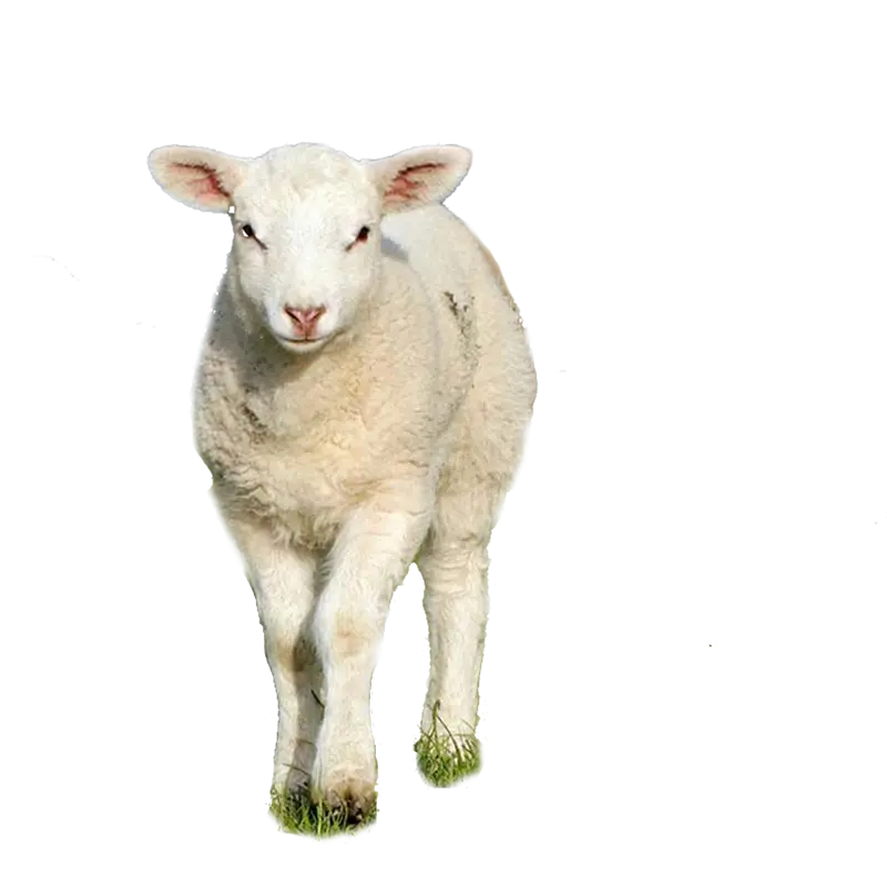 Real Little Cute Goat PNG Image Cropped Without Background 