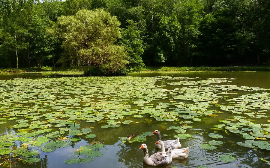 Picture of wild geese in the open nature suitable for profile 