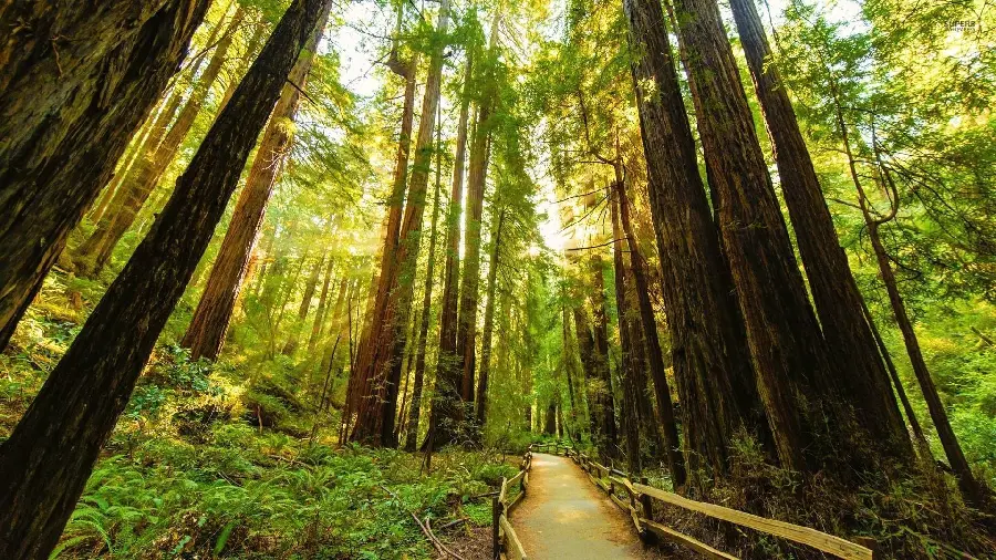 Masterpiece background photo of a tall sequoia tree or mammoth tree 