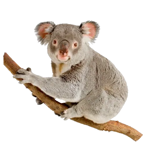 Free download of a PNG photo of a koala on a eucalyptus tree branch without a background 