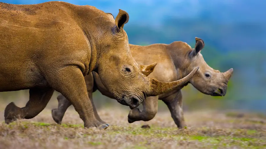 Wallpaper image of a mother and child rhinoceros for the selected computer 2023