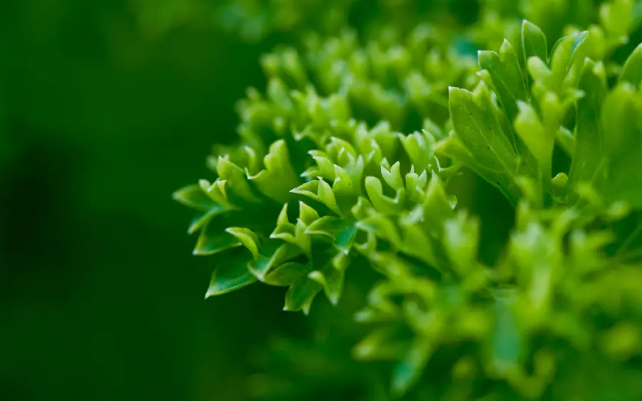 Selected Computer Wallpaper 2023 in the background of the folo and the green theme of nature