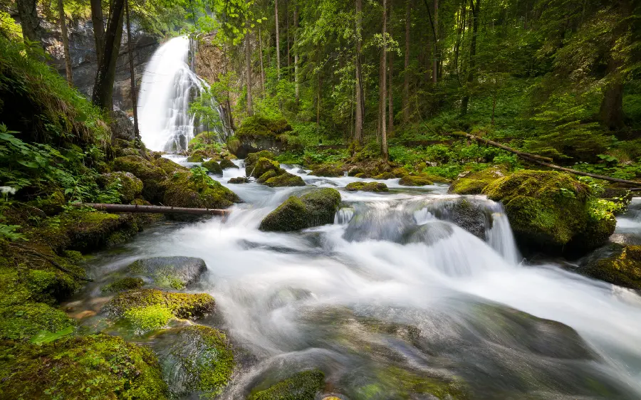 Photo of a raging river in the middle of a pristine and rainforest forest