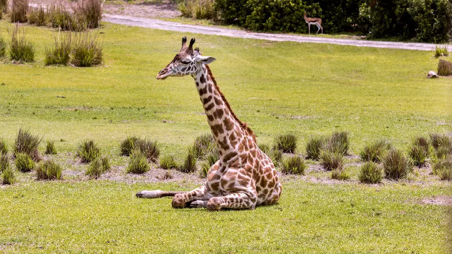 Download a photo of a beautiful giraffe in nature for a background and with very good quality
