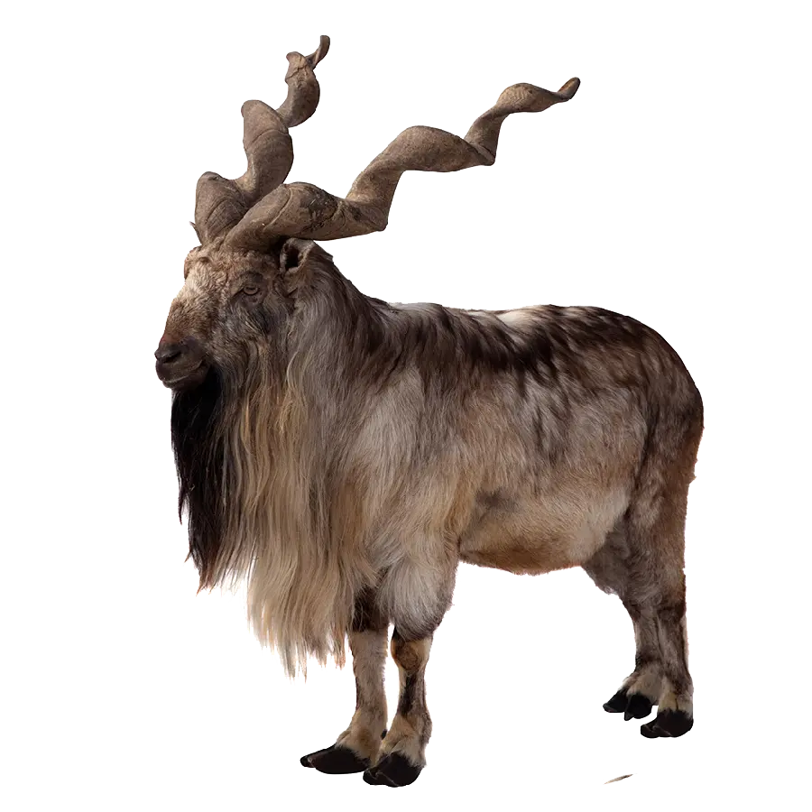 Download PNG image of a real brown antelope with long beards