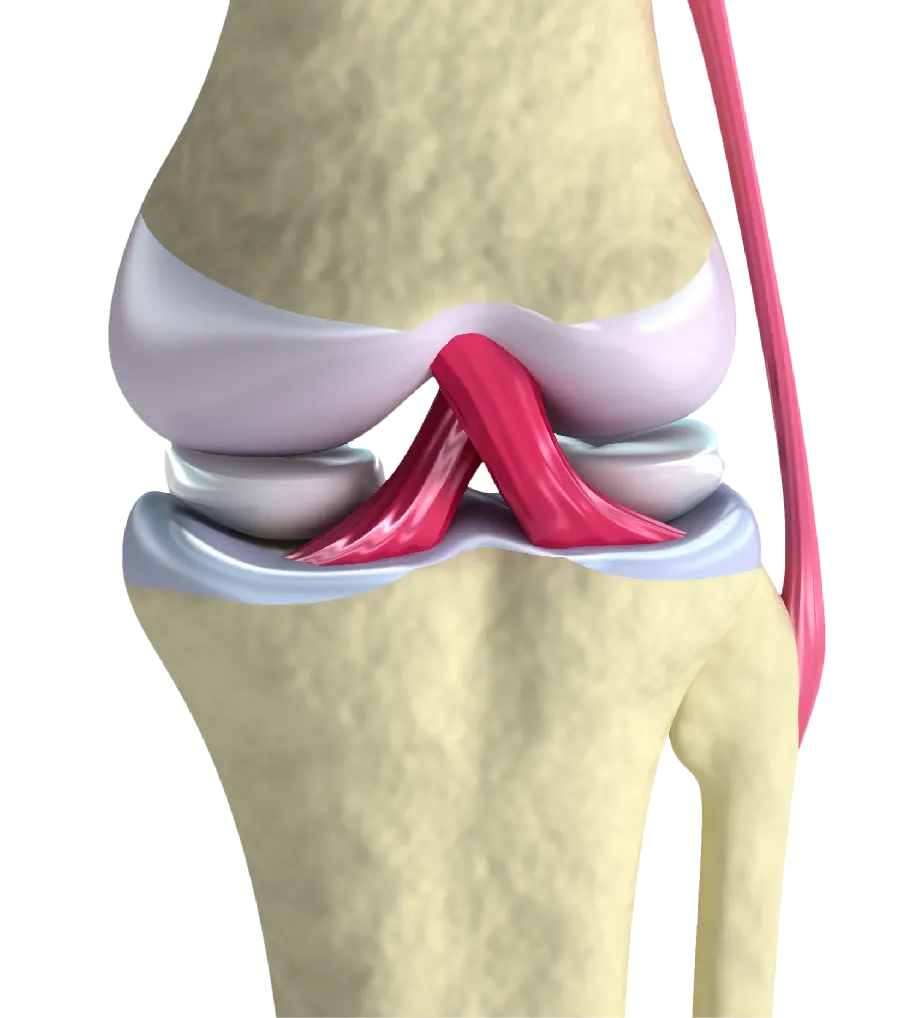 Stock photo of knee ligament related to the medical part of physiotherapy