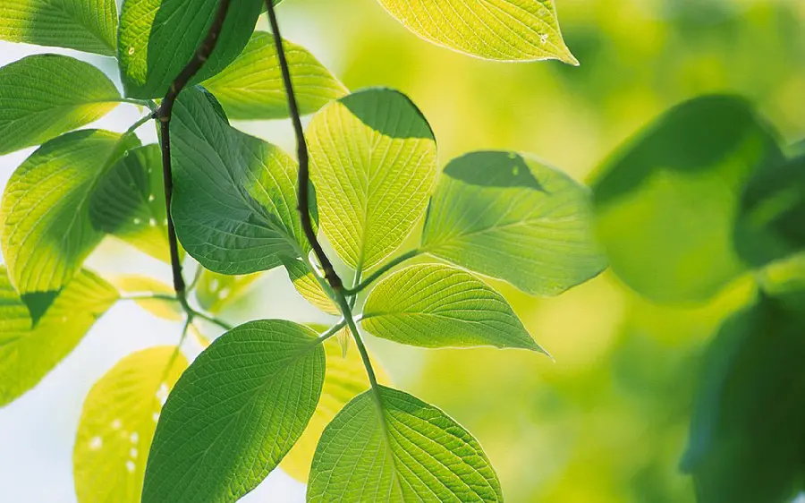 HD background with a simple and beautiful design of tree leaves, suitable for desktop backgrounds in offices